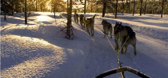 Hundspann Hike Husky