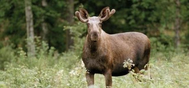 Sommaraktiviteter i Branäs