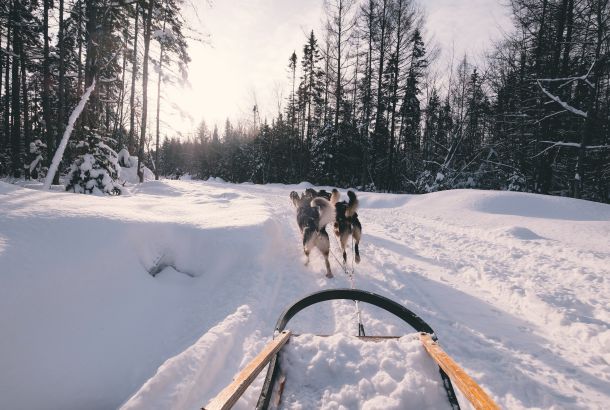 Hike Husky hundspann i vinterlandskap