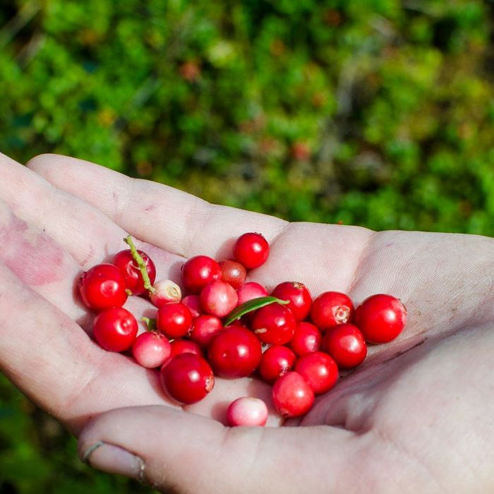 Plocka bär i Branäs, allemansrätten